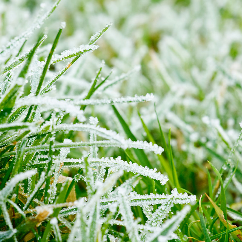 frostgrass
