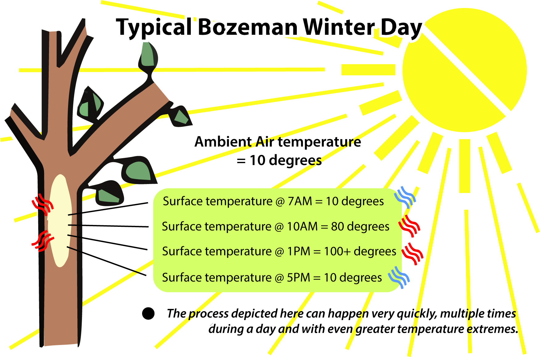Temperature Check Tree Protecting Your Property Vol 01 - Tree Wrapping Service - Bozeman Site ...