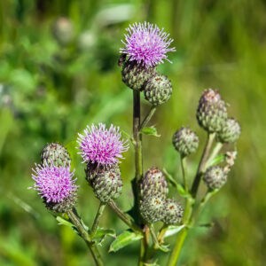 Canada Thistle control