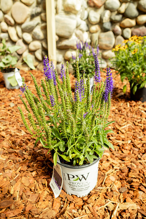 Landscape Bed Refresh