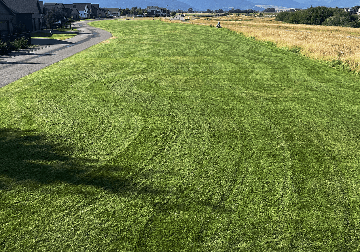 Turf LAWN CARE IMAGE STRIPES